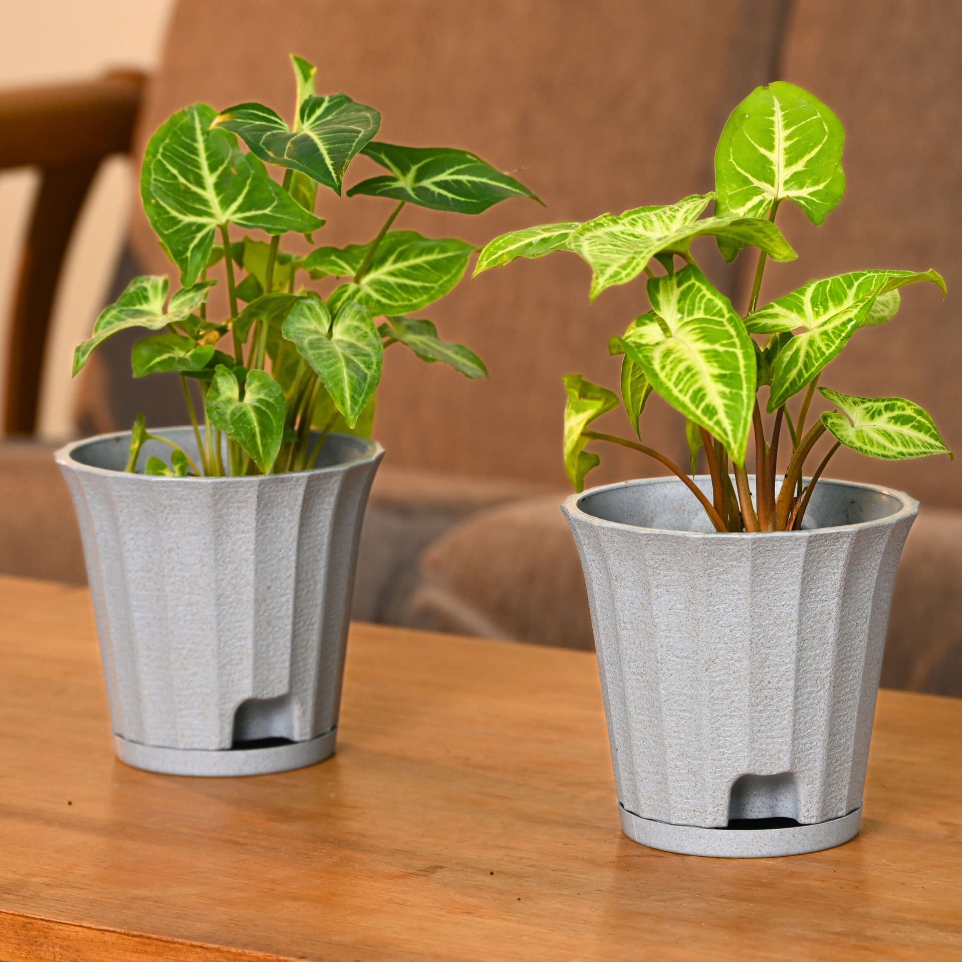 Ace Planter 5 - Thumbnail 2
