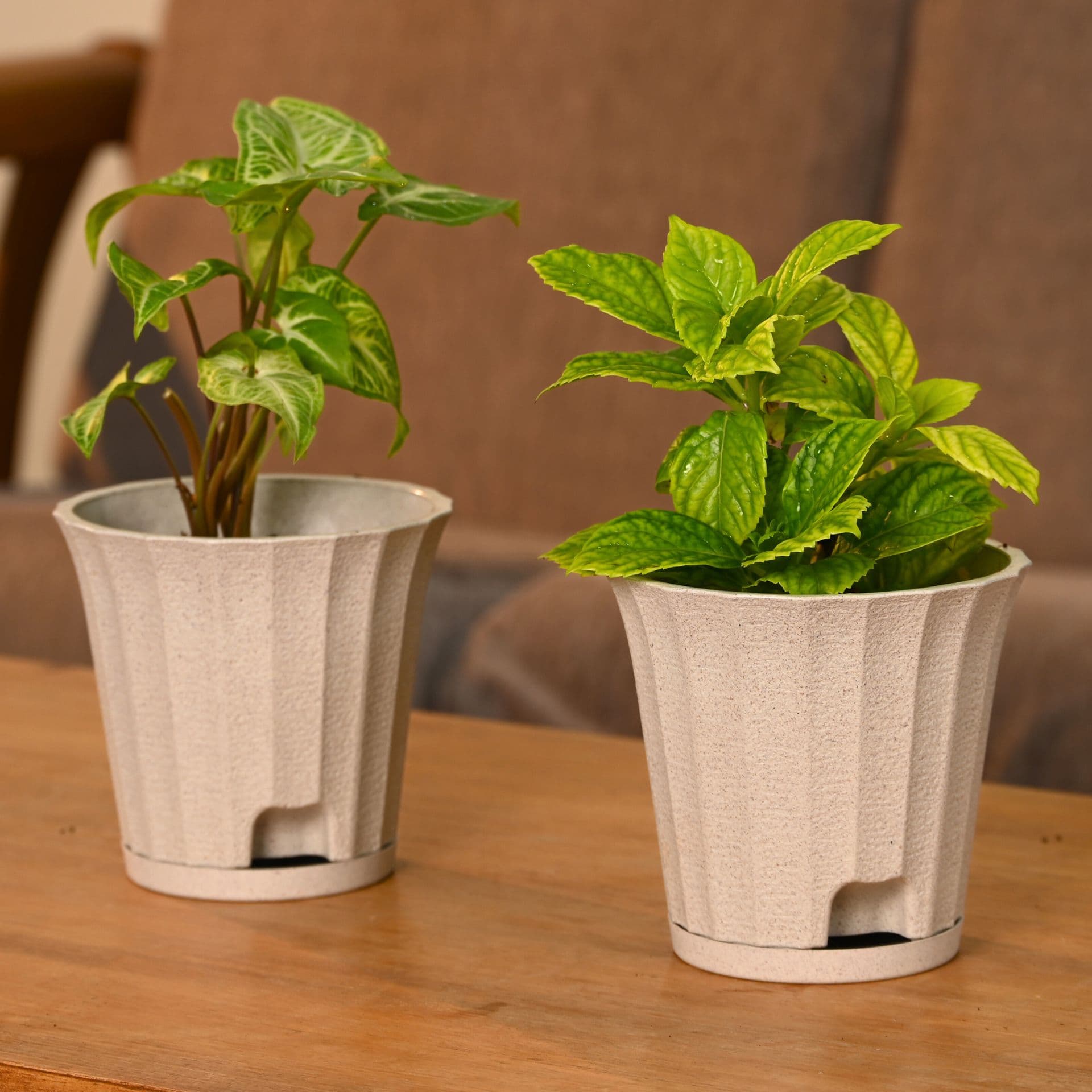 Ace Planter 5 - Thumbnail 3