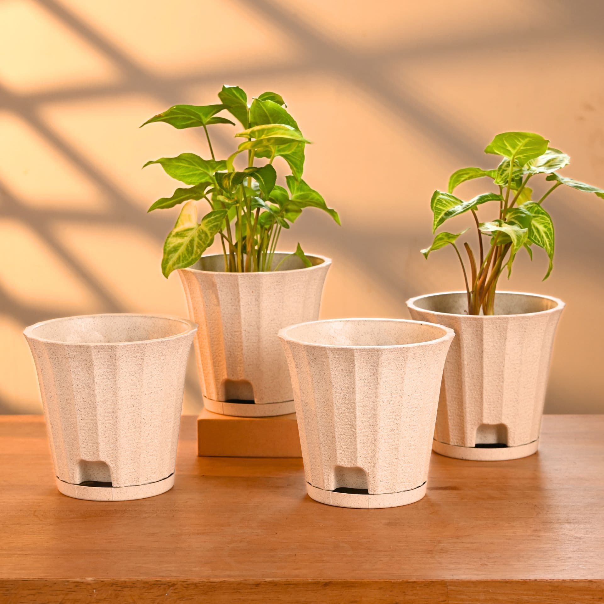 Ace Planter 5 - Thumbnail 4