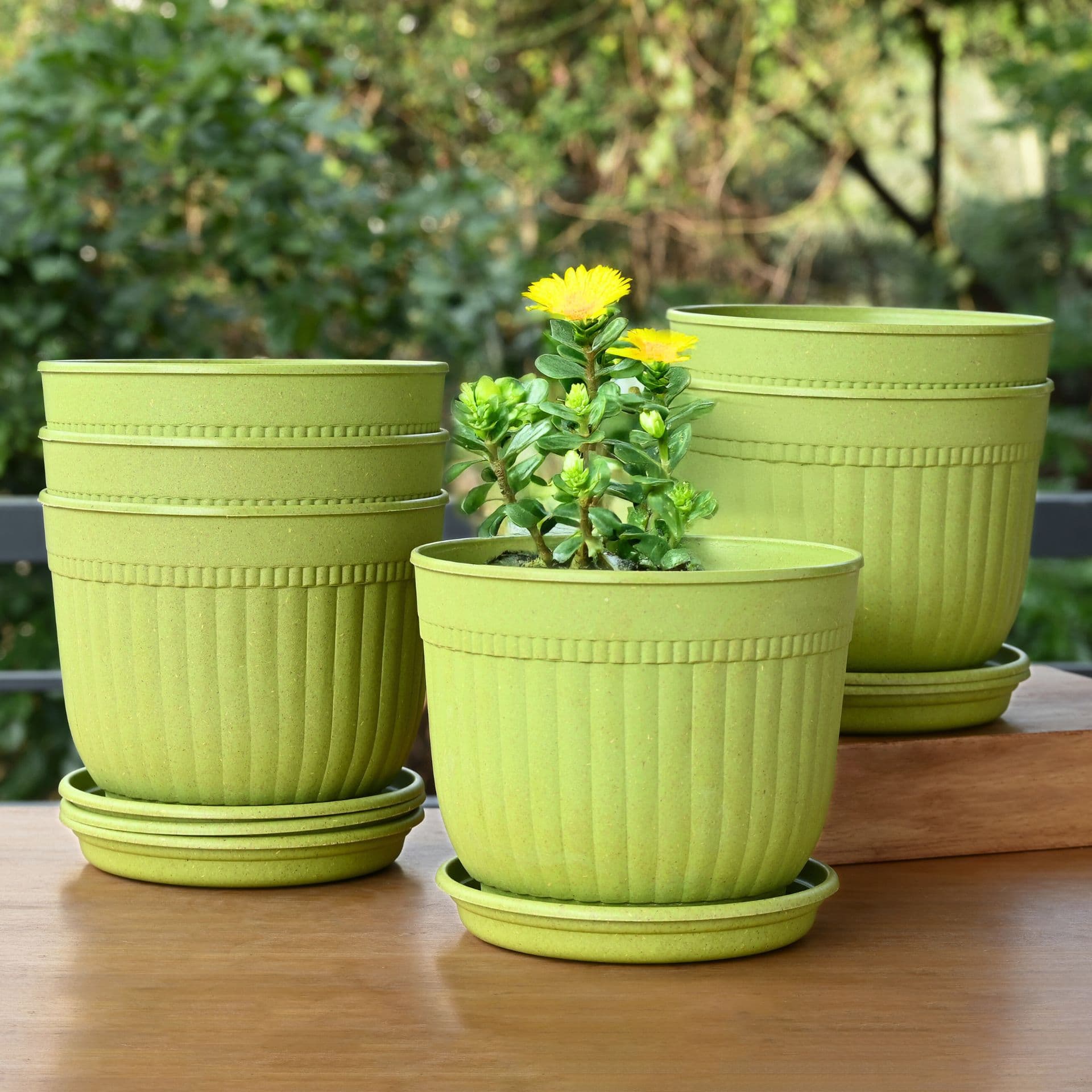Daisy Planter 7 - Thumbnail 2