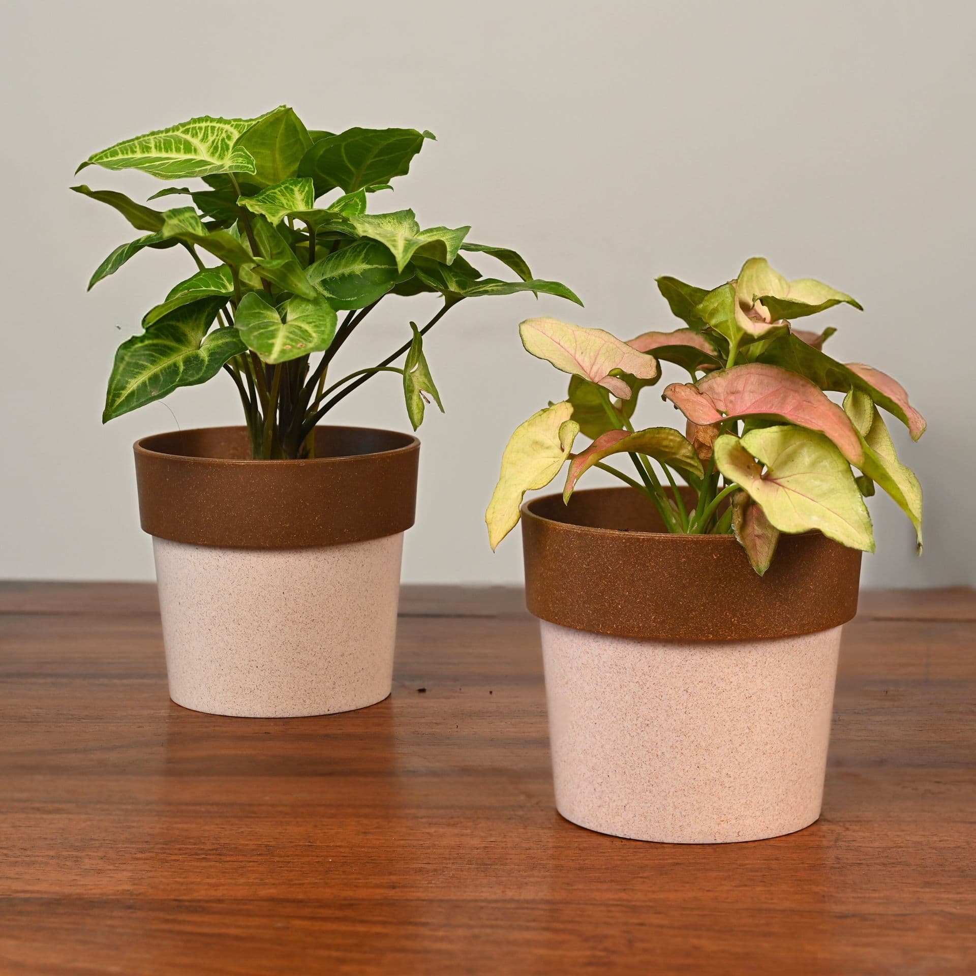 Ecopod Planter 4 - Thumbnail 1