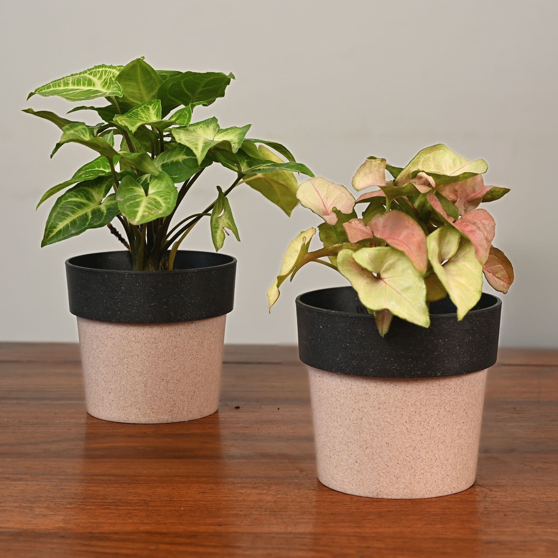 Ecopod Planter 4 - Thumbnail 2