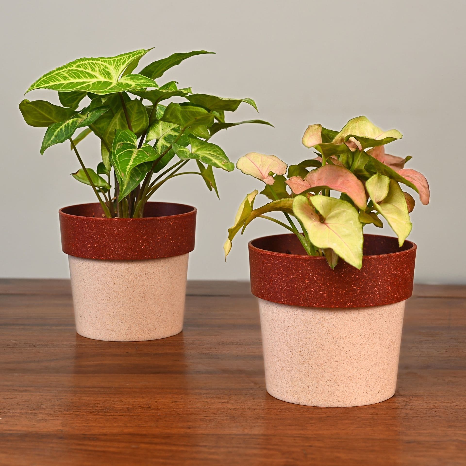 Ecopod Planter 4 - Thumbnail 3