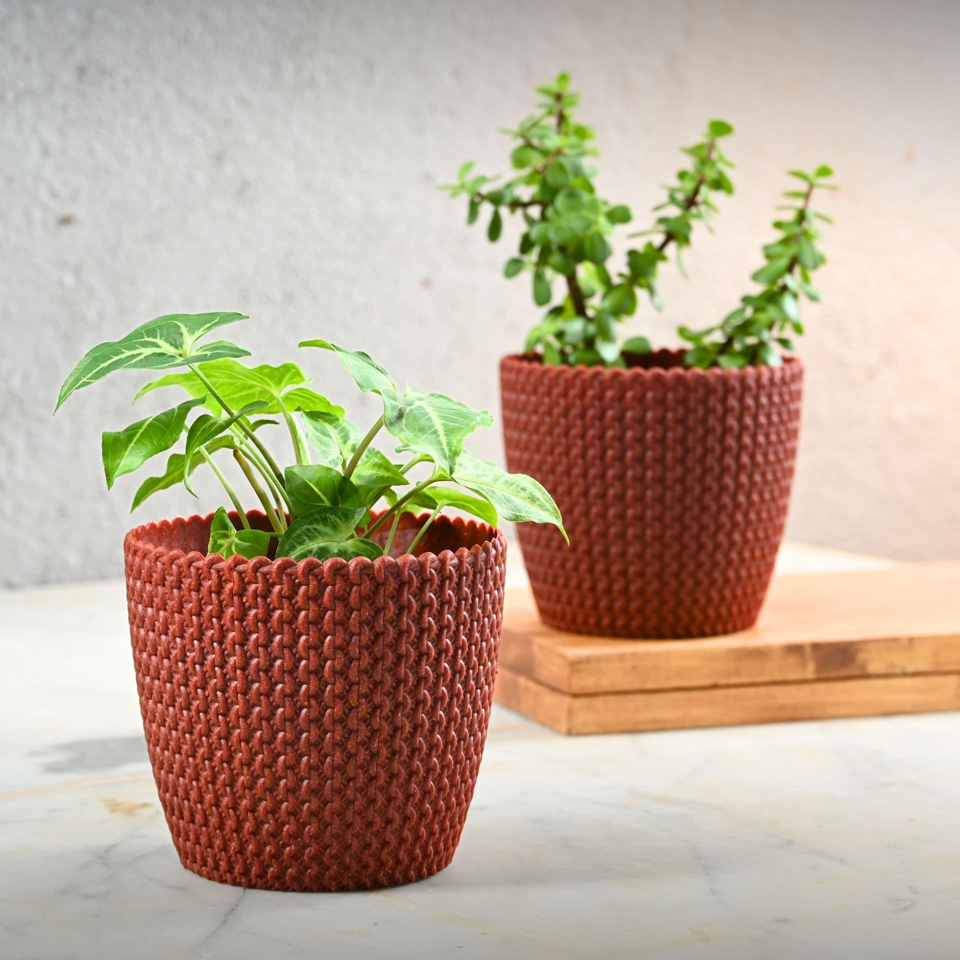 Link Planter 5 - Thumbnail 1