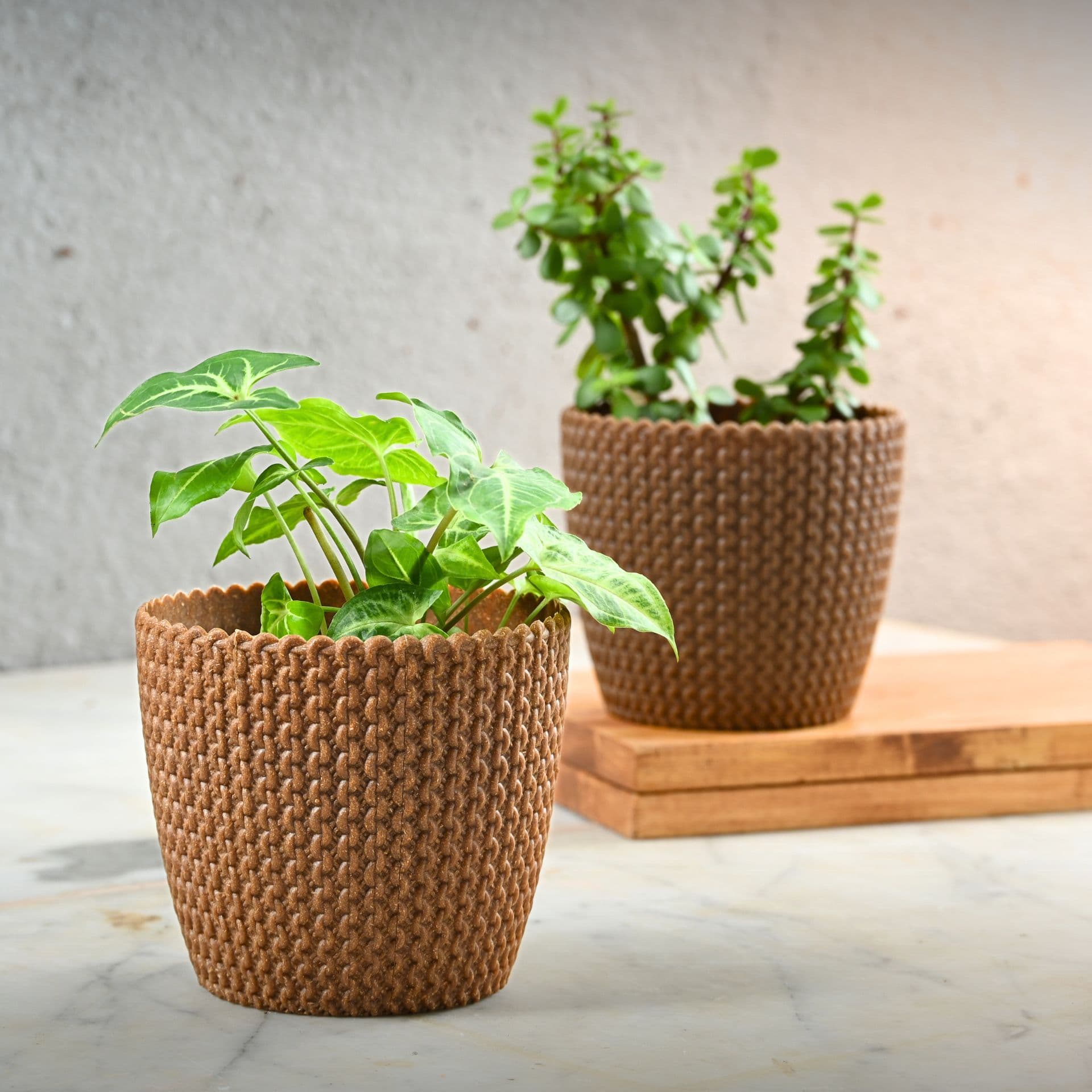 Link Planter 5 - Thumbnail 2