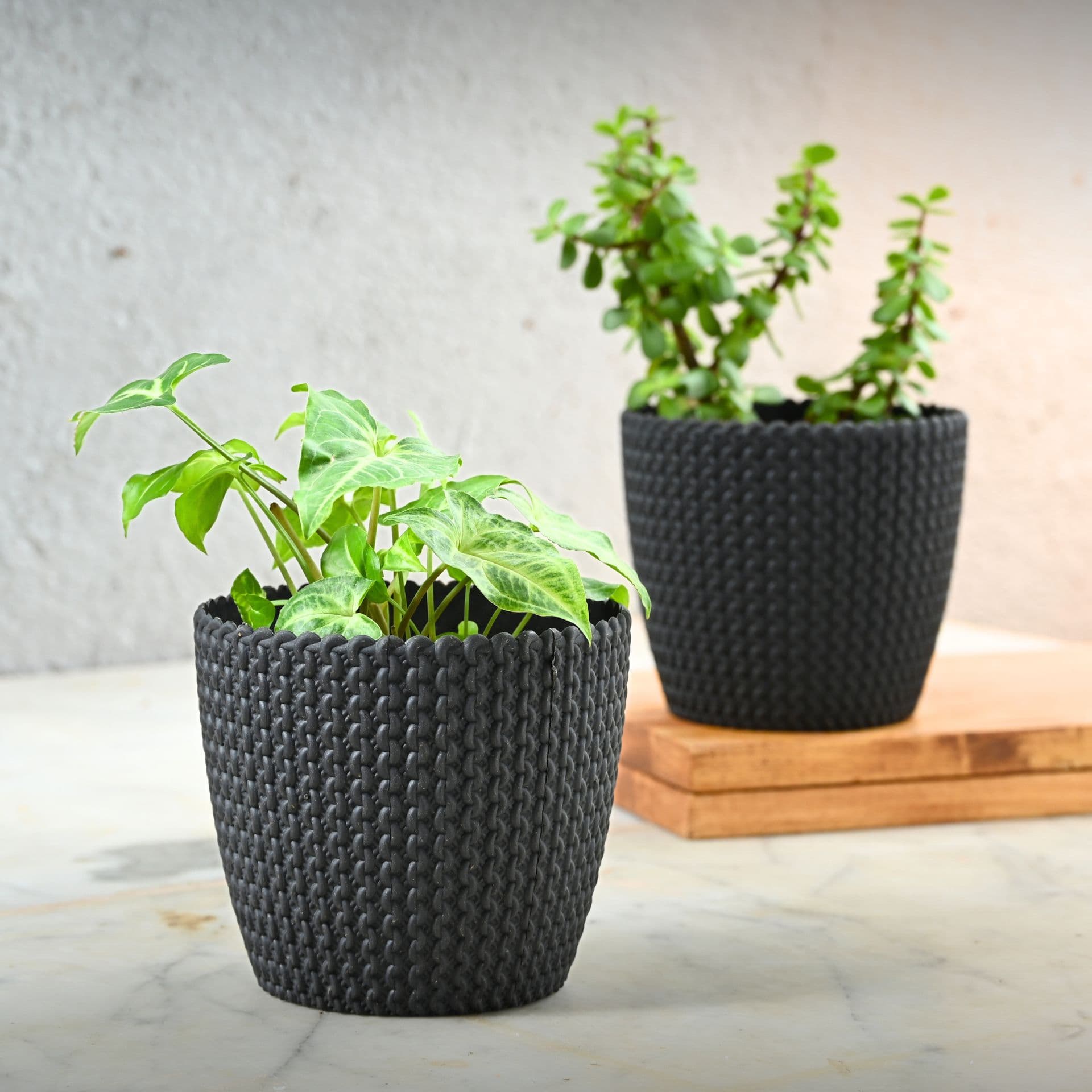 Link Planter 5.5 - Thumbnail 3