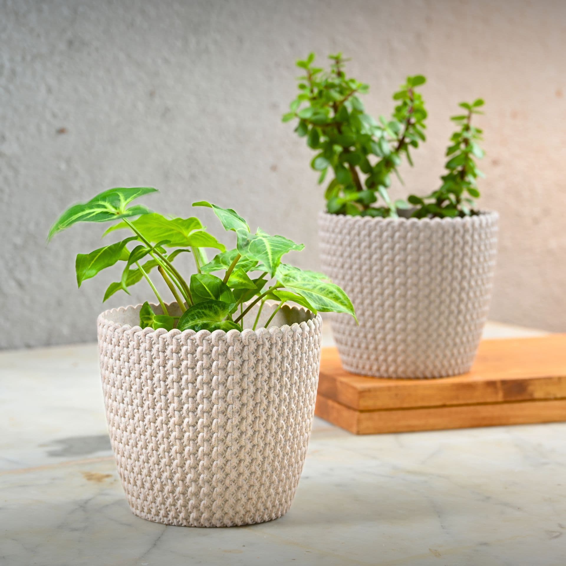 Link Planter 5.5 - Thumbnail 4