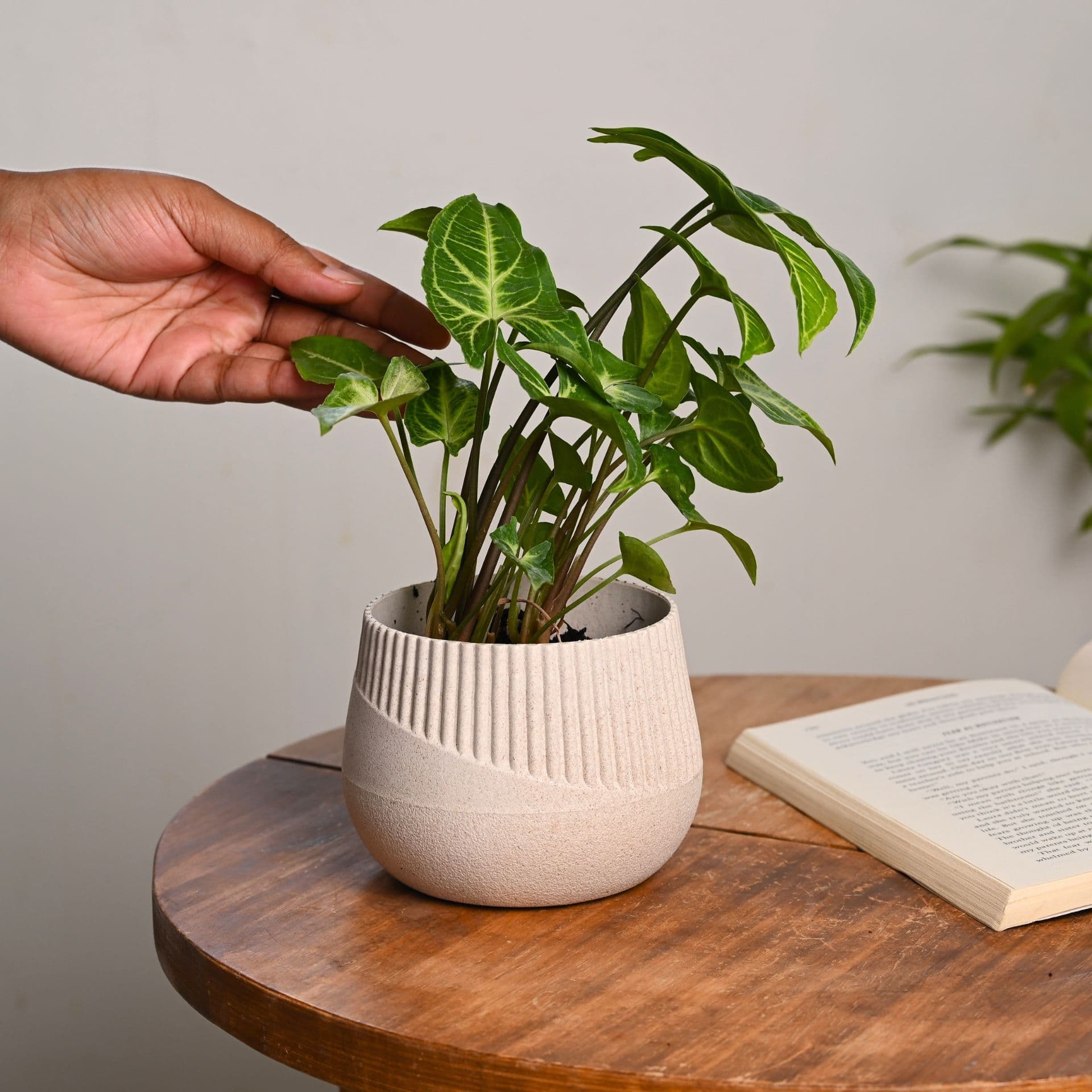 Oreo Planter 4 - Thumbnail 1