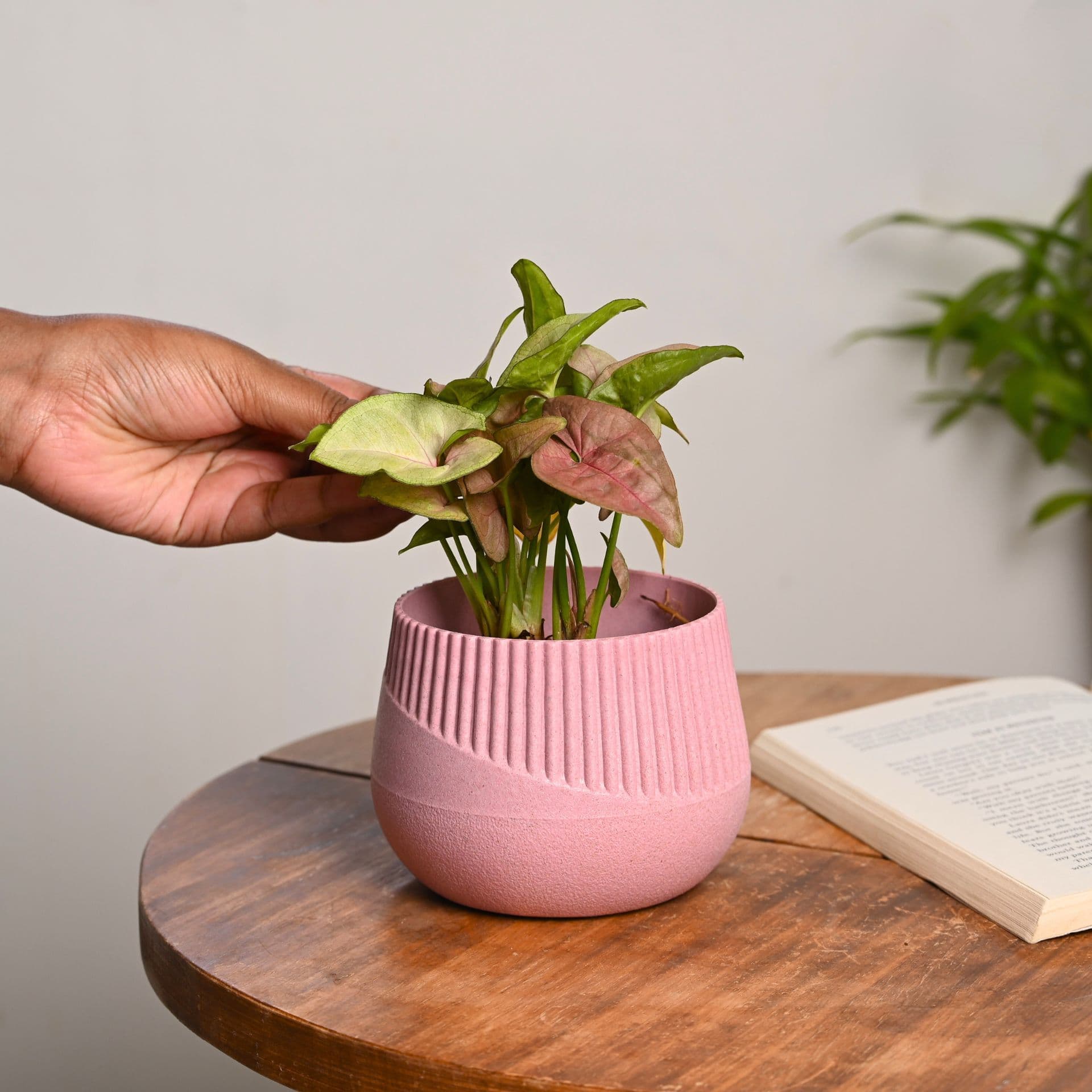 Oreo Planter 4 - Thumbnail 2