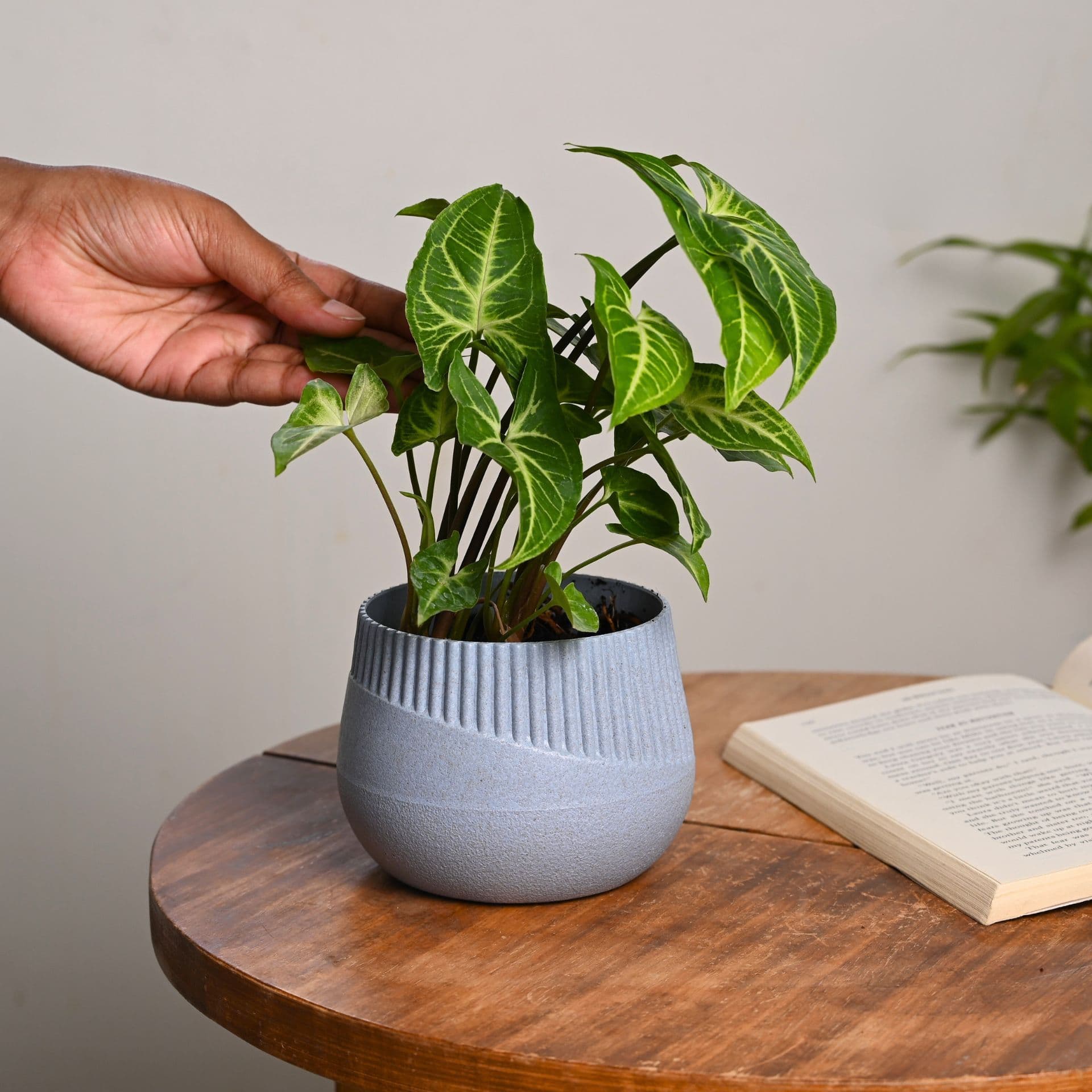 Oreo Planter 4 - Thumbnail 3