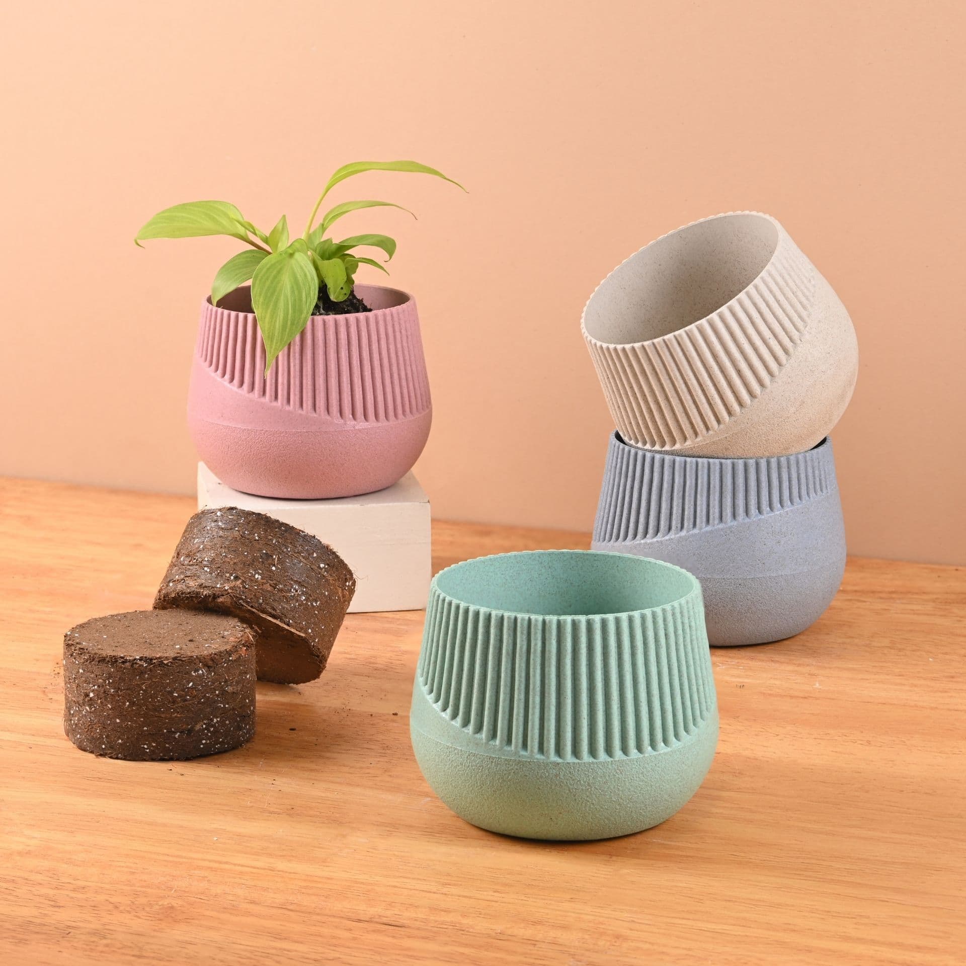 Oreo Planter 4 - Thumbnail 4