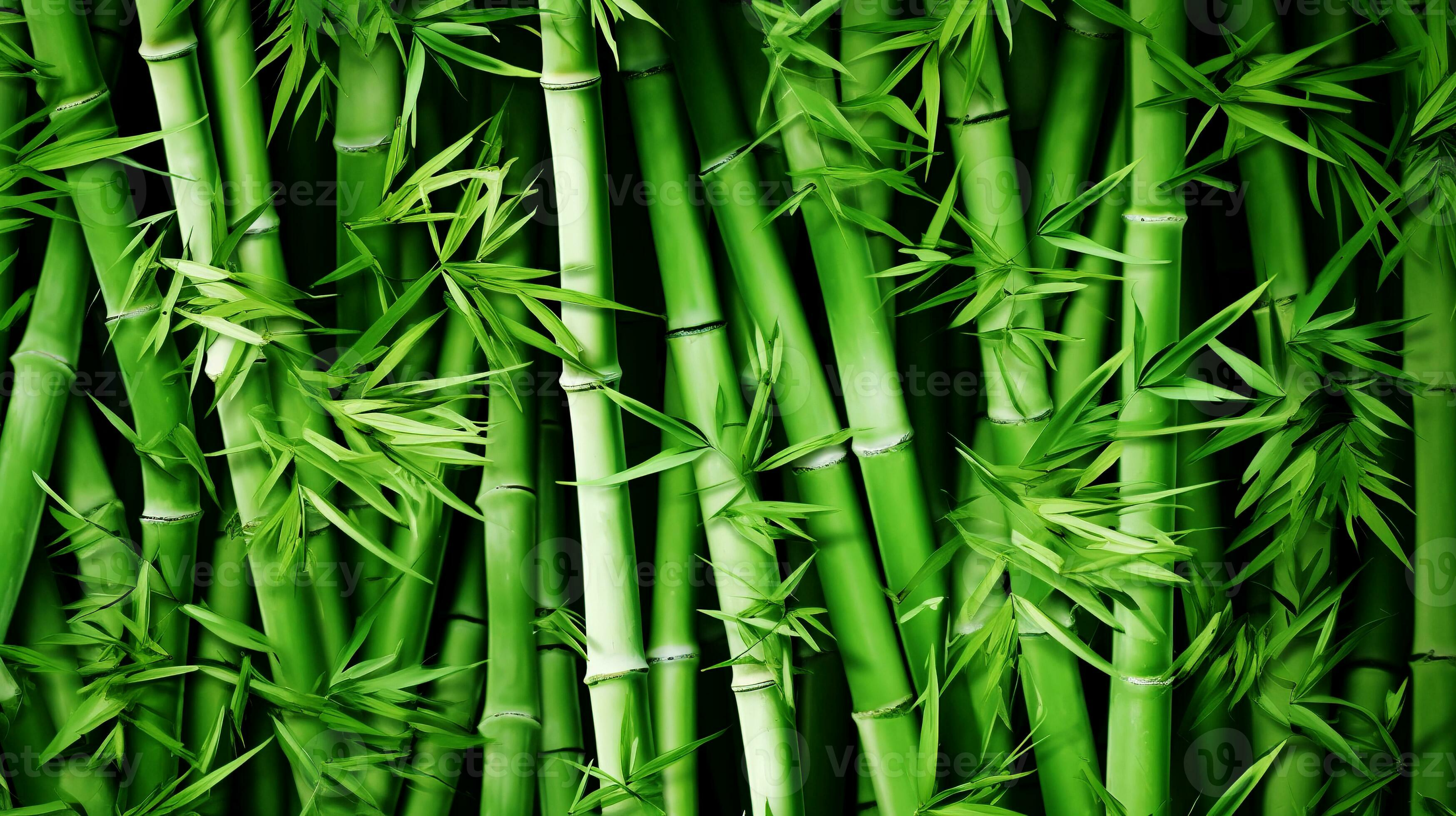 Bamboo Material